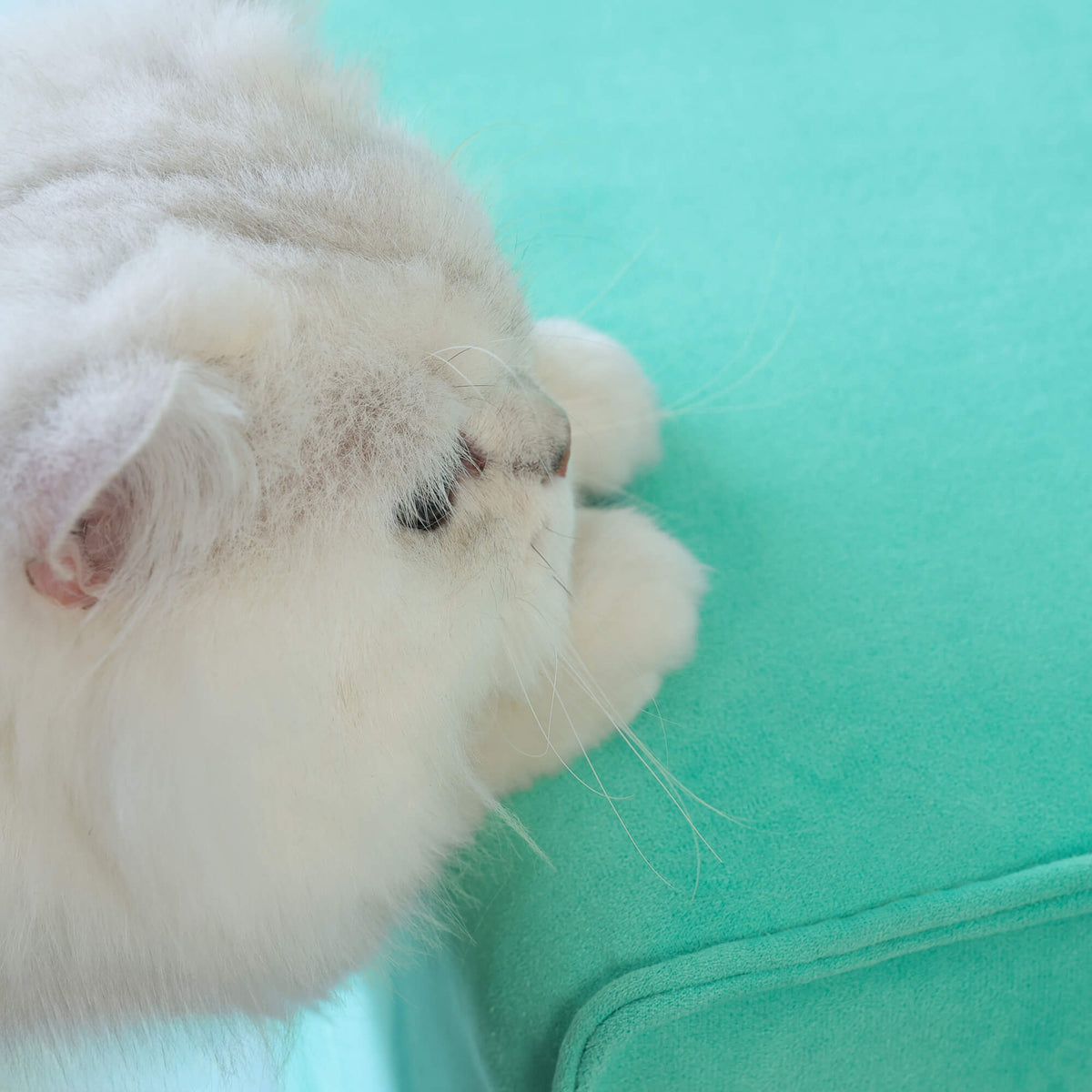 Can You Train Cats to Avoid Scratching Sofas?