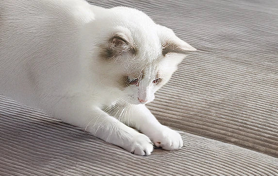 How to Protect Your Sofa from Pet Scratches and Stains