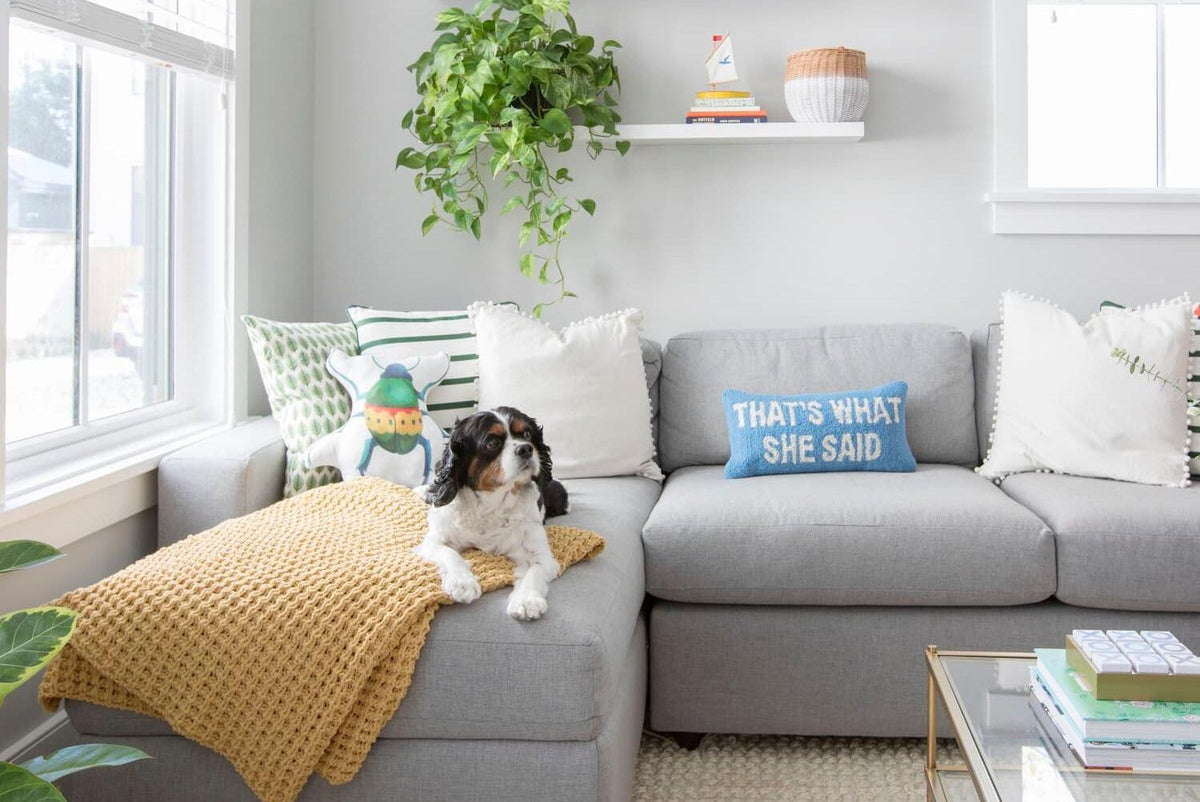 Pet-Friendly Sofa Fabrics For your Home! 🐾