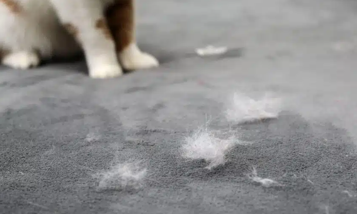 How to Get Cat Hair Off Your Velvet Sofa: Simple Tricks for a Fur-Free Home