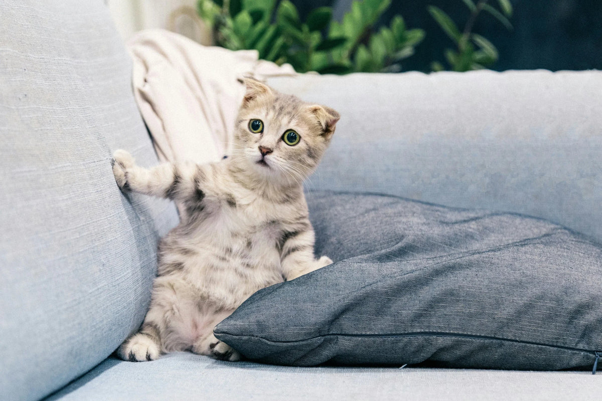 Washable Sofa For Families With Pets