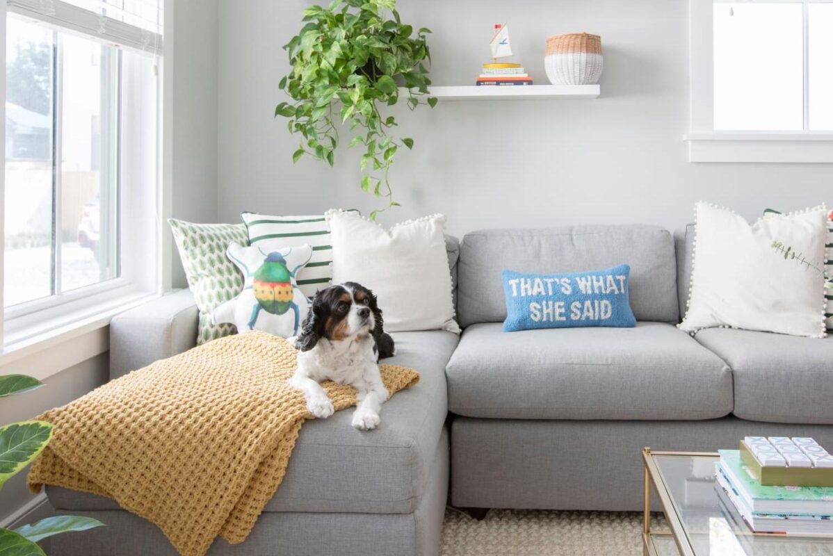 pet friendly sofa fabric and dog