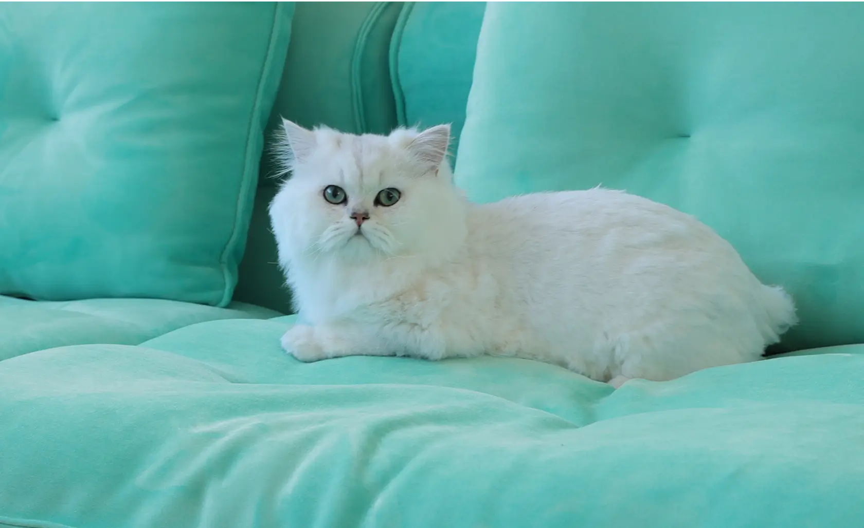 Pet-Friendly Fabric
