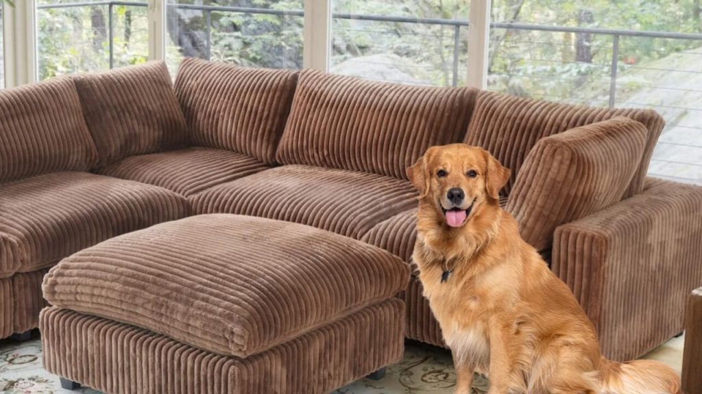 Dog Proof Pet Friendly Sofa 16 By 9