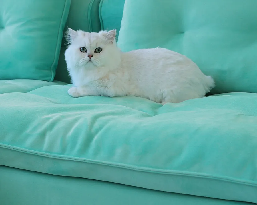 Sky Cloud Adjustable Sofa pet-friendly feature demonstration