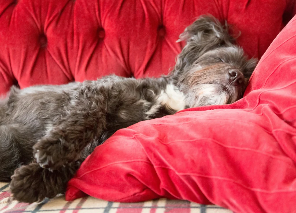 Pet On The Washable Sofa