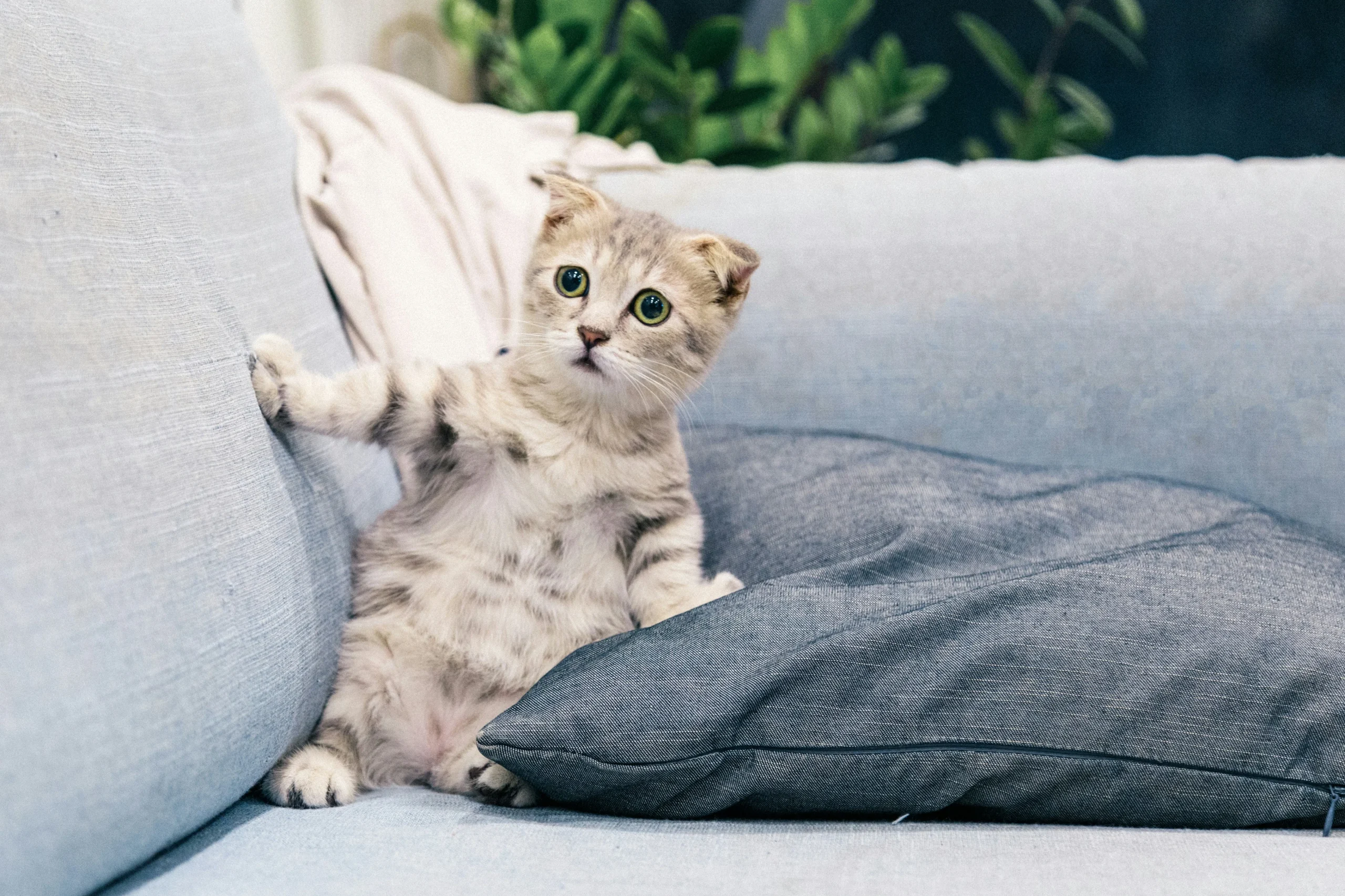 Why Washable Sofas Are a Smart Choice for Pet Owners
