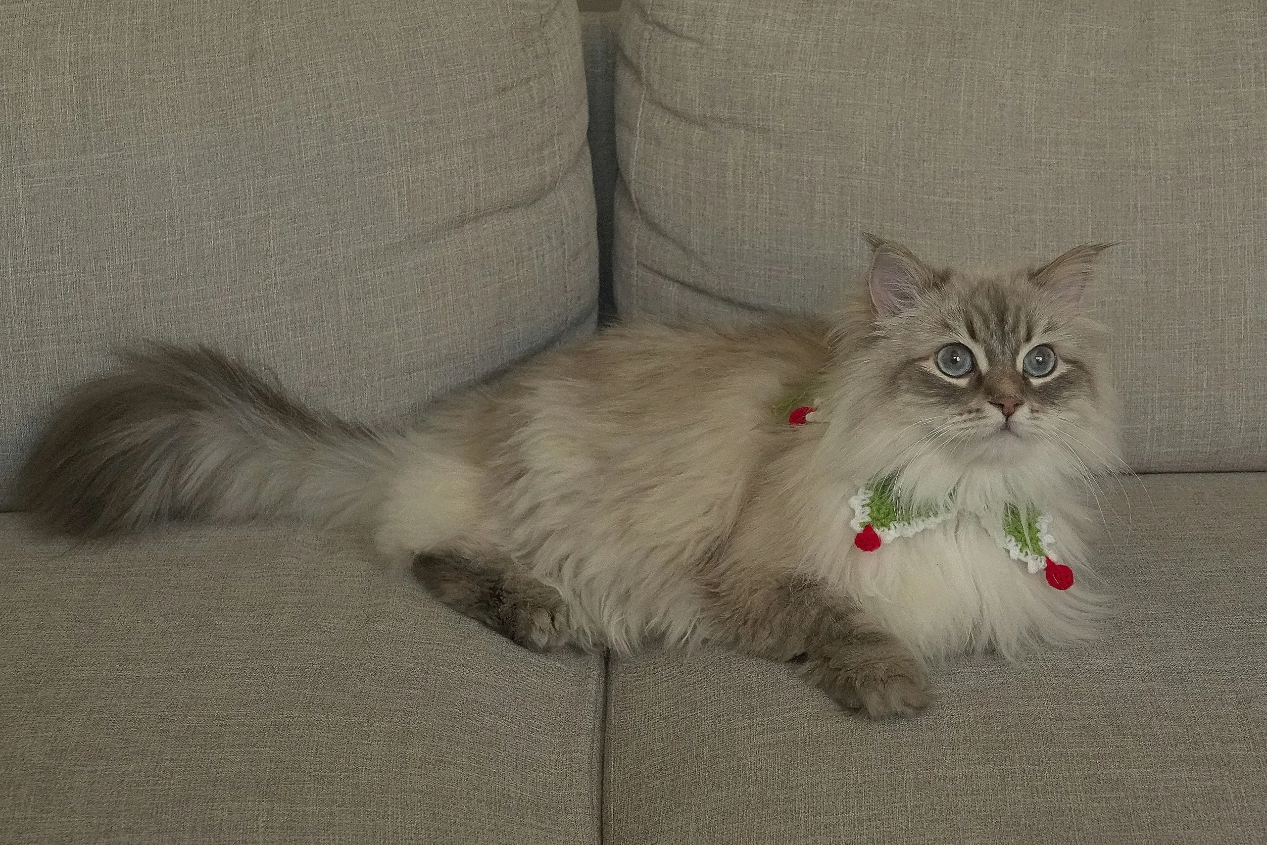 How to Take Care of Your Washable Sofas in a Pet Family