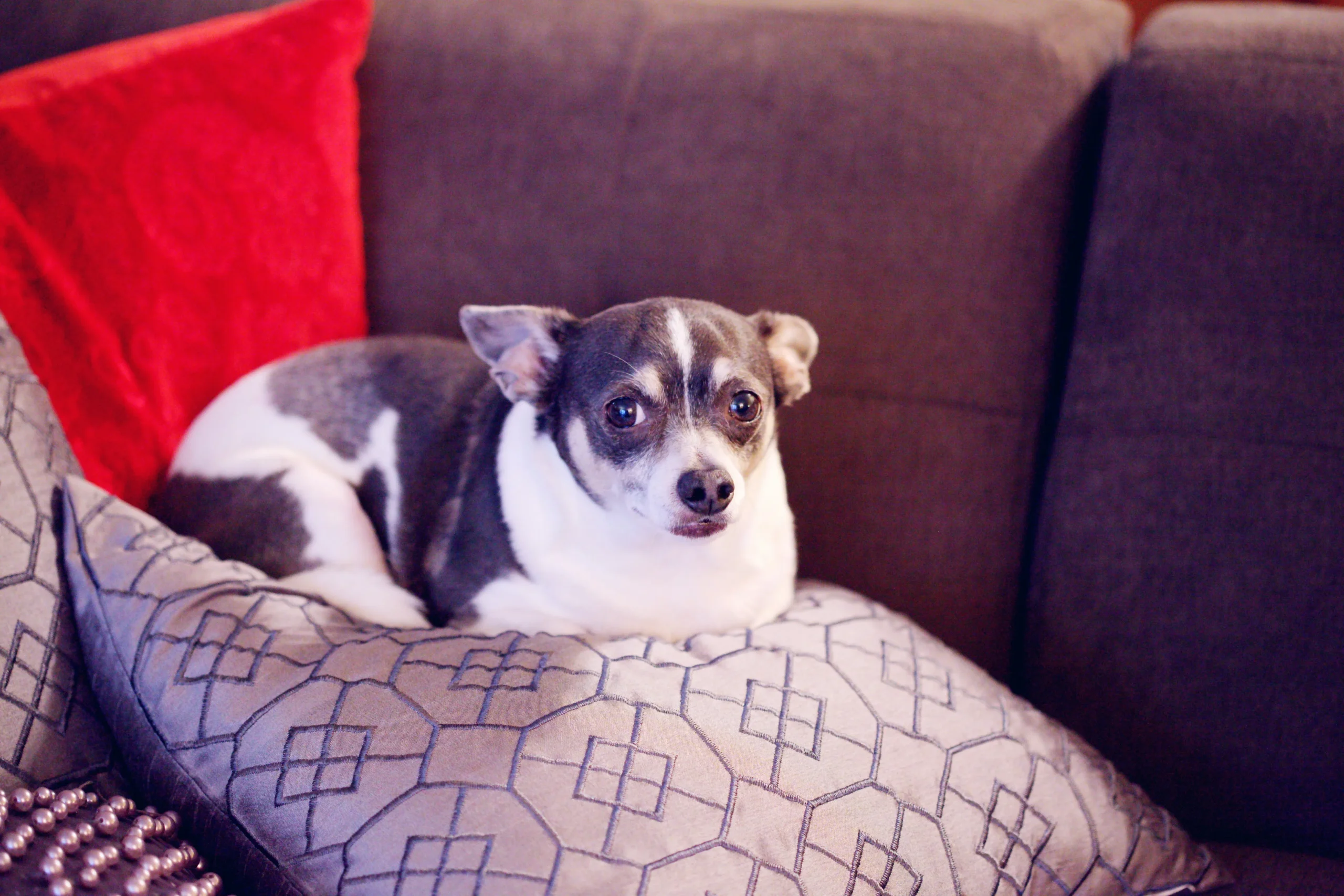 Is the Cloud Sofa Pet-Friendly? What Owners Should Know Before Buying