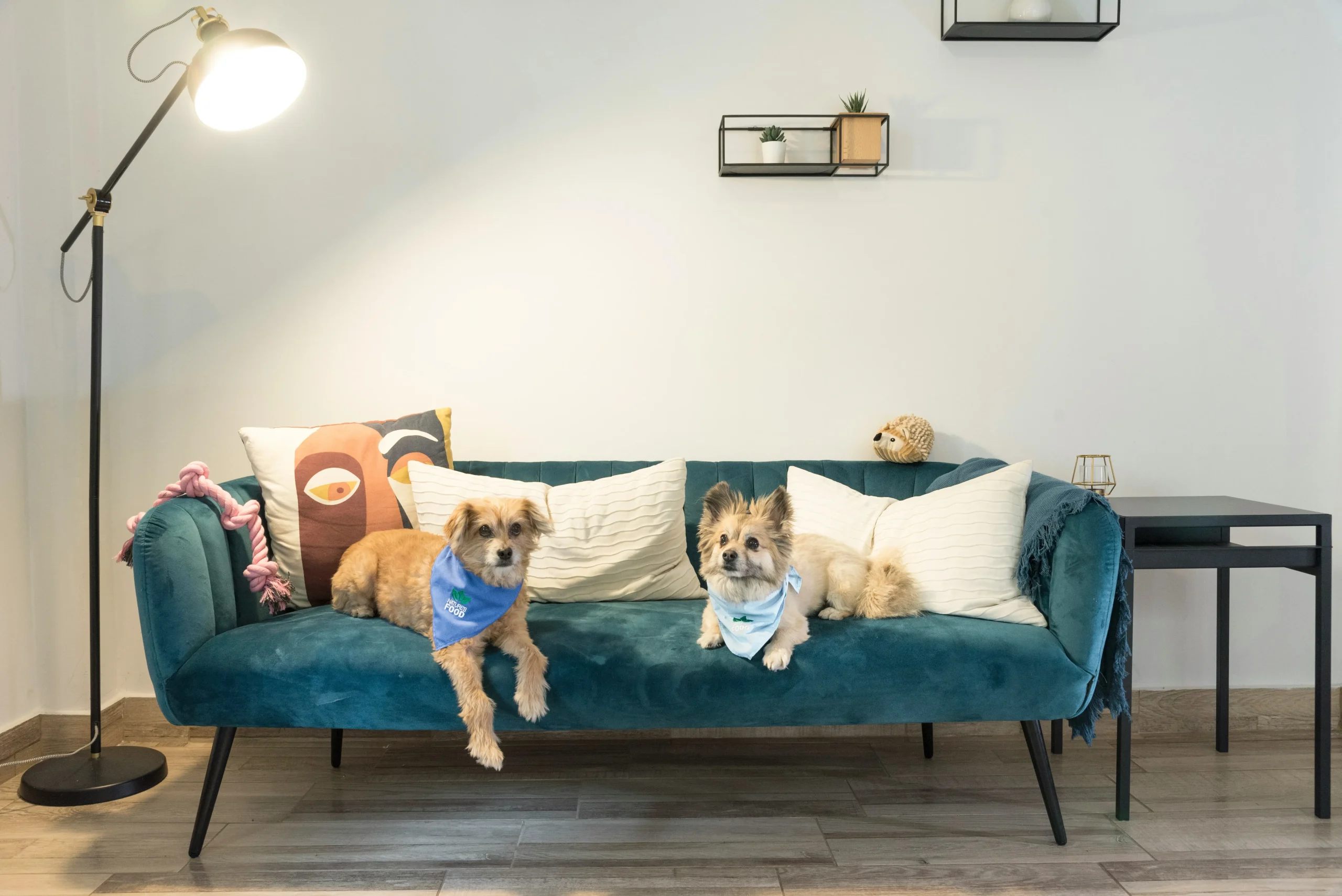 How to Choose a Sofa for Pet Owners